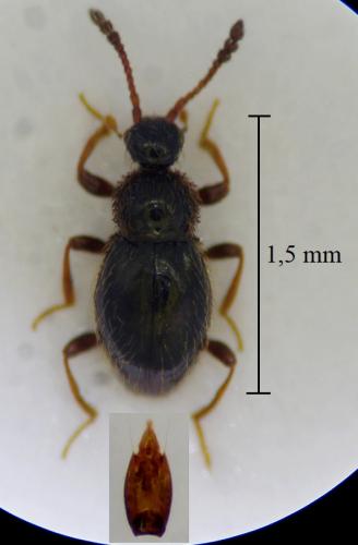 Euconnus wetterhallii